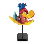 Модель серця людини Edu-Toys збірна, 14 см (SK009)
