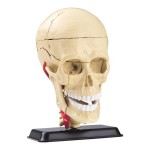 Модель черепа з нервами Edu-Toys збірна, 9 см (SK010)
