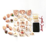 Модель черепа з нервами Edu-Toys збірна, 9 см (SK010)