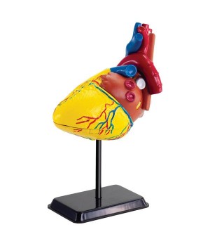 Модель серця людини Edu-Toys збірна, 14 см (SK009)