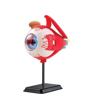 Модель очного яблука Edu-Toys збірна, 14 см (SK007)