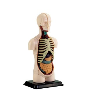 Модель тулуба людини Edu-Toys збірна, 12,7 см (SK008)