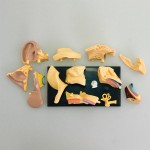 Модель анатомія вуха Edu-Toys збірна, 7,7 см (SK012)