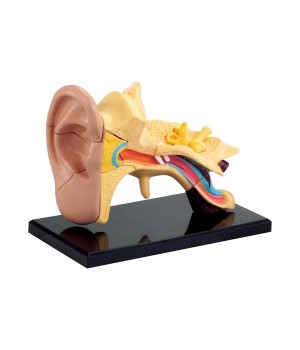 Модель анатомія вуха Edu-Toys збірна, 7,7 см (SK012)