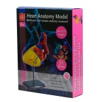 Модель серця людини Edu-Toys збірна, 14 см (SK009)
