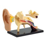 Модель анатомія вуха Edu-Toys збірна, 7,7 см (SK012)