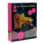 Модель анатомія вуха Edu-Toys збірна, 7,7 см (SK012)