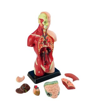 Анатомічна модель людини Edu-Toys збірна, 27 см (MK027)