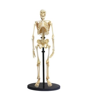 Модель кістяка людини Edu-Toys збірна, 24 см (SK057)