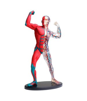 Модель м'язів і скелета людини Edu-Toys збірна, 19 см (SK056)