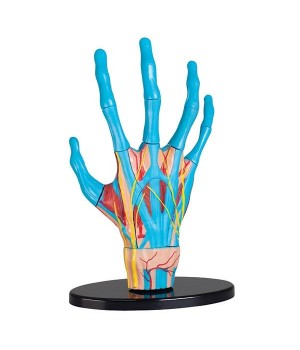 Модель руки Edu-Toys збірна, 16,5 см (SK058)