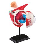 Набір для досліджень Edu-Toys Модель очного яблука збірна, 14 см (SK007)
