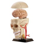 Набір для досліджень Edu-Toys Модель черепа з нервами збірна, 9 см (SK010)