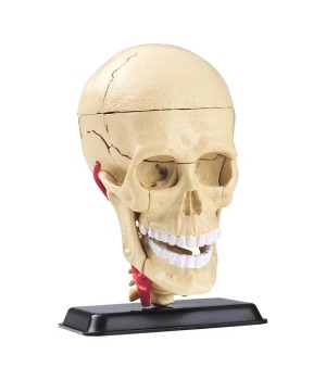Набір для досліджень Edu-Toys Модель черепа з нервами збірна, 9 см (SK010)