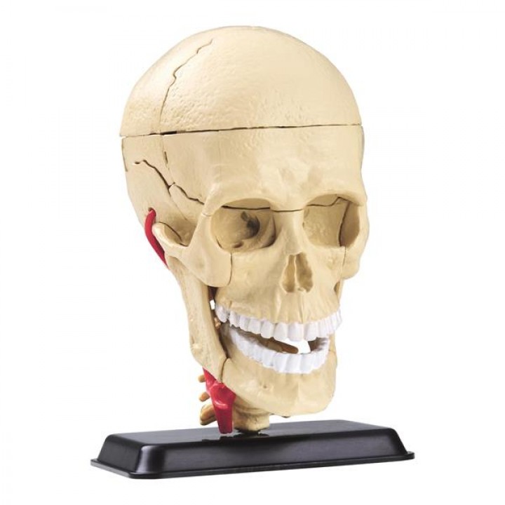 Набір для досліджень Edu-Toys Модель черепа з нервами збірна, 9 см (SK010)