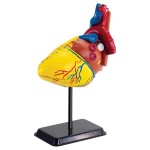 Набір для досліджень Edu-Toys Модель серця людини збірна, 14 см (SK009)