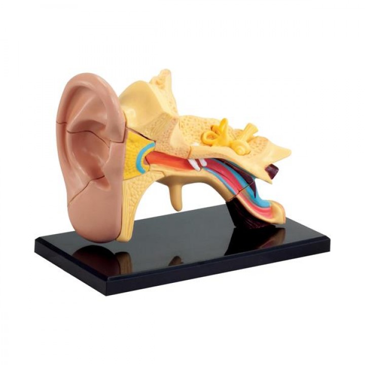 Набір для досліджень Edu-Toys Модель анатомія вуха збірна, 7,7 см (SK012)